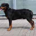 Austrian Pinscher